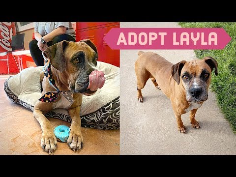 Layla's Story: SENIOR Dog just wants Love + Squishy beds