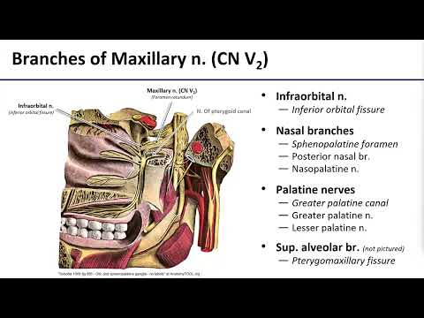 15 Pterygopalatine Fossa Contents