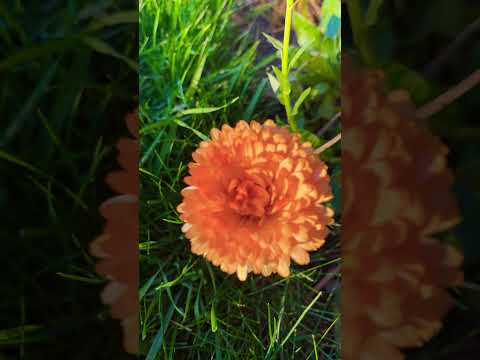 金盏菊 Calendula blooming in autumn