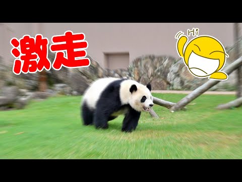 🐼全力疾走！転がって目指したゴールはなんでしょう！？