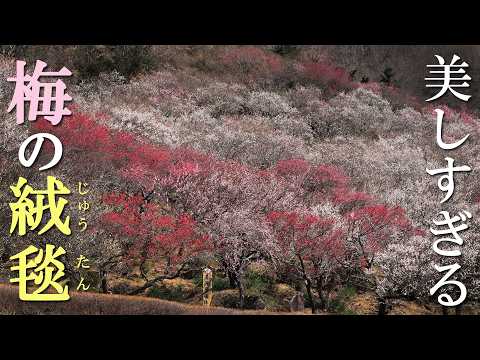 【絶景】4,000本の梅が斜面に咲き乱れる公園が美しすぎた/湯河原梅林(幕山公園)/神奈川観光旅行vlog