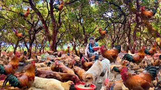 Feeding Happy Chickens in the Forest 37 | Raising Free-Range Chickens | #happychickens