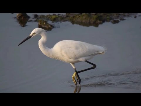 Nikon D3300 |
AF-S DX NIKKOR
55-300mm | Bird Photography | birds in Navi mumbai