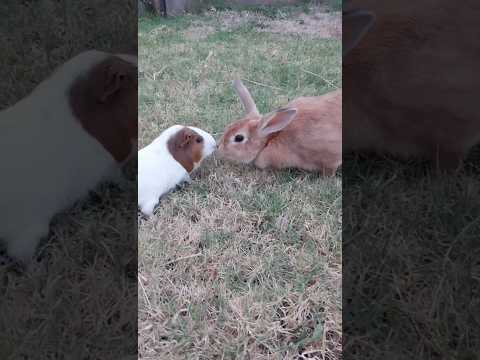 So cute 💕 Rabbit and guinea pig make good pets.兔子和豚鼠是很好的宠物