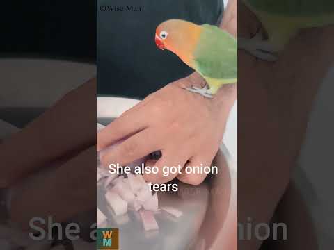 Onion Tears Love Bird #bird #pet #lovebird