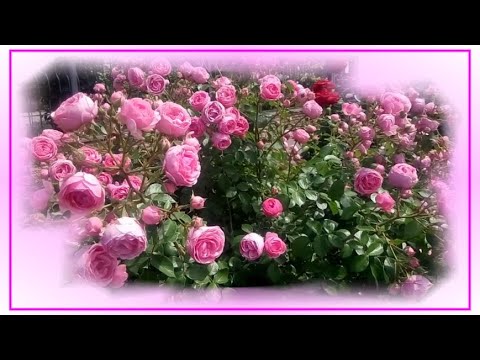 Божественная музыка и розы!🌹🌹 🌹Эту музыку можно слушать вечно!