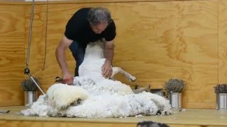 羊の毛刈りショー＠ニュージーランド（後半） (sheep shearing show@New Zealand)