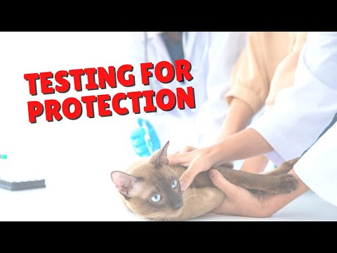 The Antibody Test for Cats | Two Crazy Cat Ladies