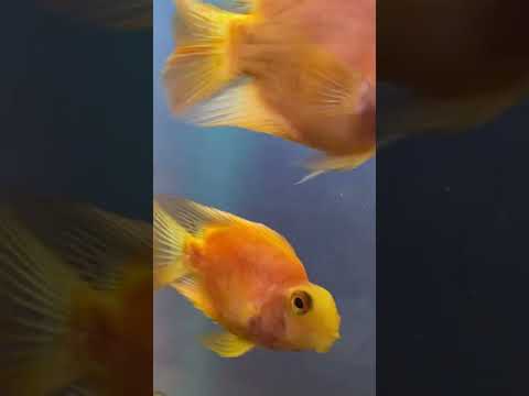 #aquarium #aquariumfish  #viral #shorts #shorts #shorts #petcare