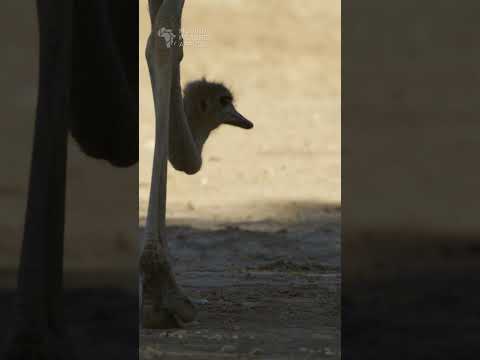 Ostrich eating. #ostrich #birds #birdwatching #kalahari #kgalagadi #wildlife #safari #africansafari