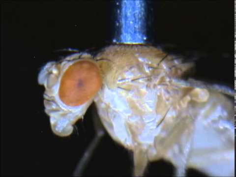 High-magnification inspection of a picked fly