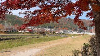 Every afternoon on the Kamogawa River in Kyoto in winter is peaceful, beautiful and picturesque, ...