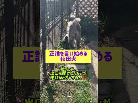 よく喋る秋田犬🤣は #秋田犬 #犬のいる暮らし