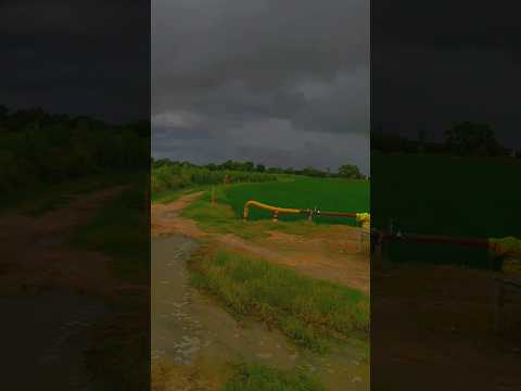 Khet #trendingshorts #farminglife #viralshort #nature #youtubeshorts #villagelife #shorts