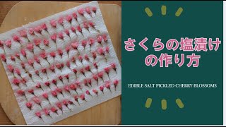 【春の自然】さくらの塩漬け ドイツの桜で作ってみました #桜 #ドイツ #桜の塩漬け#cherryblossom #edibleflowers #Kirschblüten