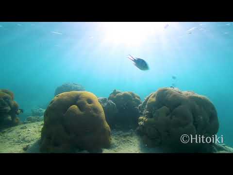 沖縄でシュノーケリング！西海岸の珊瑚（沖縄県浦添市2018年9月16日）