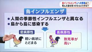 【解説】鳥インフルエンザとは？国内では人への感染事例なし、国外では死者も　死んだ鳥触らないで