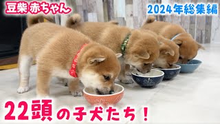 【豆柴犬】総集編！2024年に誕生した22頭の激かわな赤ちゃんたちを振り返ります！【子犬と癒し】まめしば亭ブログvlog