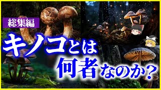 【ゆっくり解説】この世のキノコは全て毒キノコ⁉「キノコ」とは何者なのか？を解説【総集編】【作業用】【睡眠用】