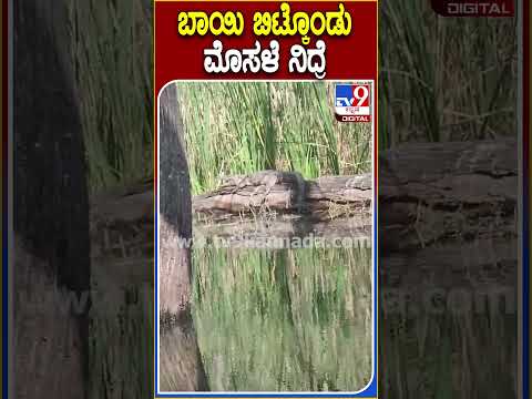 ಬಾಯಿ ಬಿಟ್ಕೊಂಡು ಮೊಸಳೆ ನಿದ್ರೆ #Crocodile #Tv9D