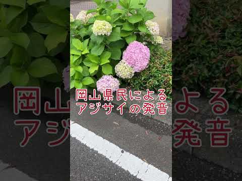 岡山県民によるアジサイの発音 #紫陽花