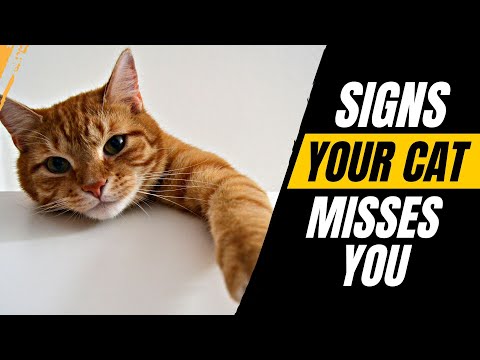 How Cats React When They Miss Their Favorite Person