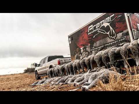 Texas Sandhill Crane Hunting with Premier Sandhills: "Field Trip" - Fowled Reality