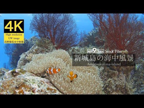 【4K 水中映像】新城島の海中風景 / Underwater scenery / Aragusukujima-island Okinawa