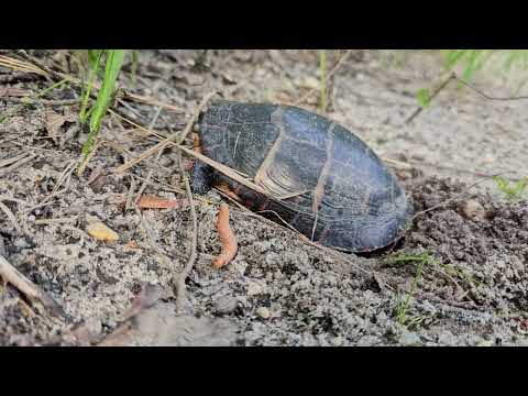 Red Bellied Turtle Egg Laying Season