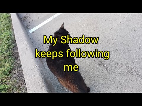 (1509) My Shadow keeps following Me 🐈‍⬛️