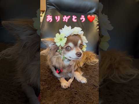 飼い主の趣味に付き合ってくれるマロ🐶💕