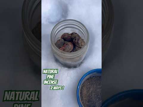 Natural Pine Resin Incense: Easy DIY Methods | #shorts #nature