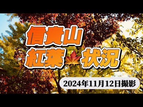 【秋の信貴山】2024.11.12撮影紅葉🍁と千手公孫樹（イチョウ）の状況動画　　#なら#紅葉 #てら #いちょう #秋