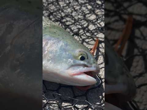 Caught a trout while bass fishing! #fishing #trout #troutfishing #troutfish #shorts #catchfish #fish