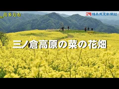 三ノ倉高原の菜の花畑