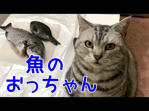 関西弁をしゃべる猫と魚のおっちゃん！おしゃべりペット