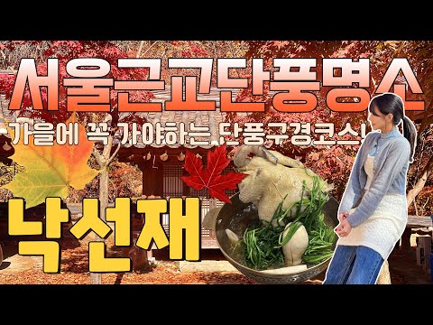 🍁서울 근교 단풍명소🍁ㅣ가을에 꼭 가야하는 단풍구경 코스!ㅣ🍂가을 단풍 드라이브🚘 코스!ㅣ광주 남한한성 맛집 낙선재🐓ㅣ카페숨☕