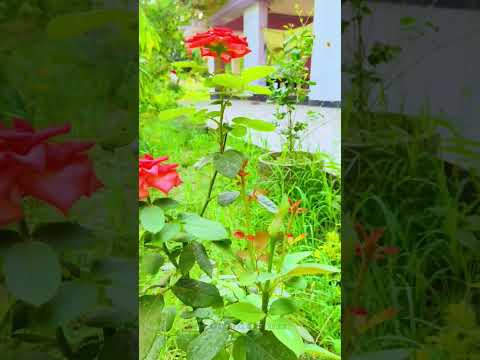 vermilion + red colour Rose s1 #homegarden 21052024 #trending #natural