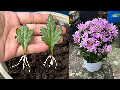 In 20 I successfully propagated Chrysanthemum flowers from leaves