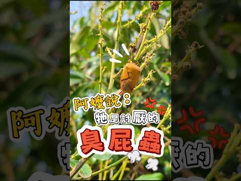 就算真的可以炸來吃，我也不敢吃😵‍💫你敢吃嗎？