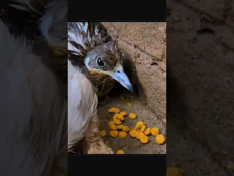 The man discovered a falcon that had been protecting the kitten.How did they come to know each other