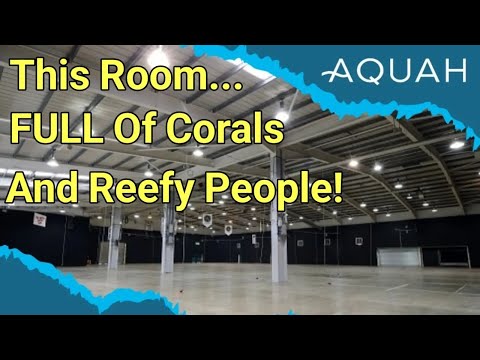 AquaH: The UK's Biggest EVER Coral show | The Prestige Reef Dork Show Ep 52