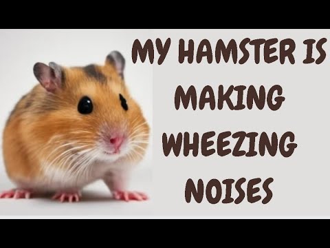 My Hamster Is Making Wheezing Noises