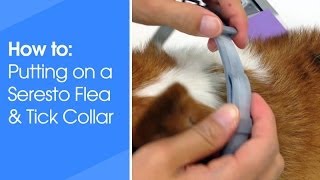 How to put on a Seresto Flea and Tick collar for dogs and cats