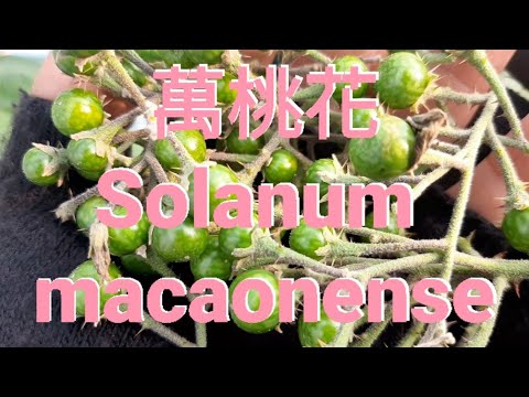 萬桃花 Solanum macaonense