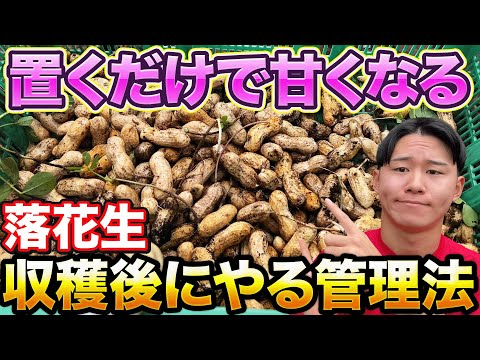 【極上の味に】落花生収穫後にやる甘さアップの裏技公開