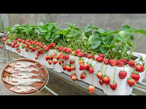 You will have a succulent strawberry garden if you grow strawberries using this method