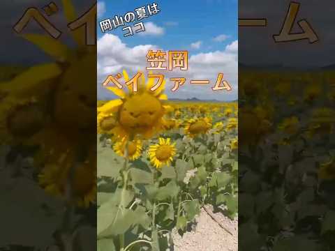 ［岡山県笠岡市］あつーい夏だからこそ撮れる映えを🌻 #女子旅 #岡山県 #笠岡ベイファーム #笠岡