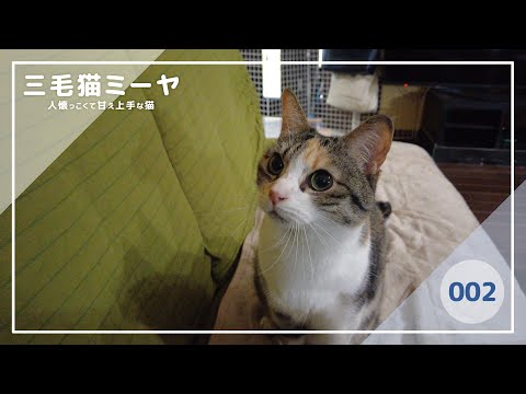 【猫好き必見！癒しの三毛猫動画】グルーミングでキレイになったら思いっきり遊ぶ三毛猫ミーヤちゃん