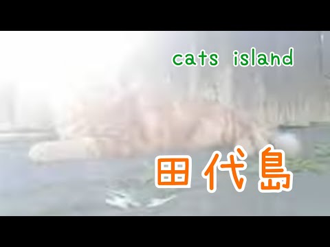 眠り姫　みけちゃんSleeping Beauty Mike-chan　【田代島】【２０２４秋】【猫島巡り】